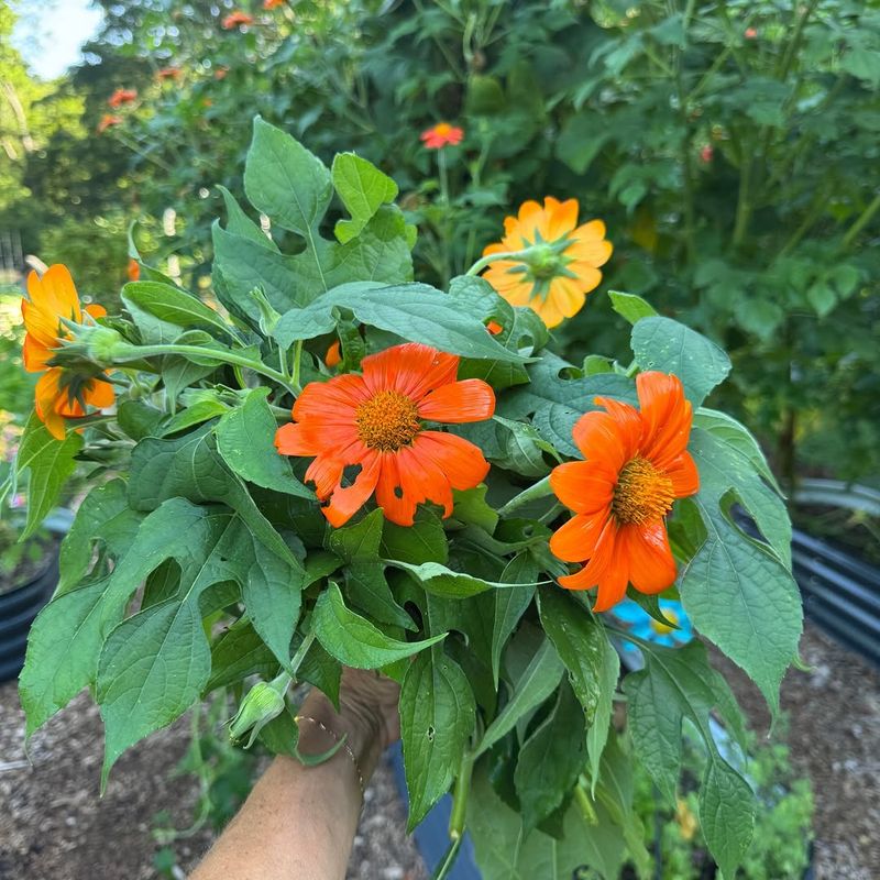 Cut Back For More Blooms