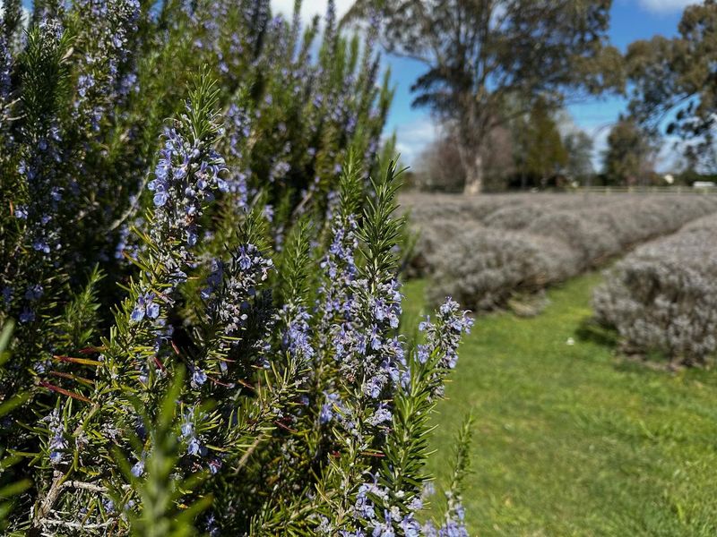 Space Plants For A Hedge