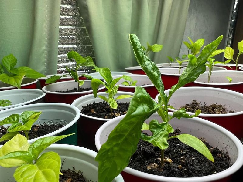 Keep Nights Warm For Steady Growth