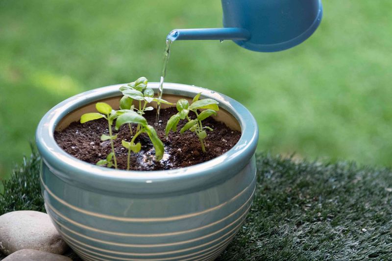 Water Deeply And Keep Soggy Roots Away