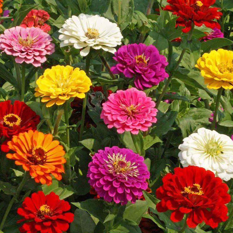 Space Plants For Airflow