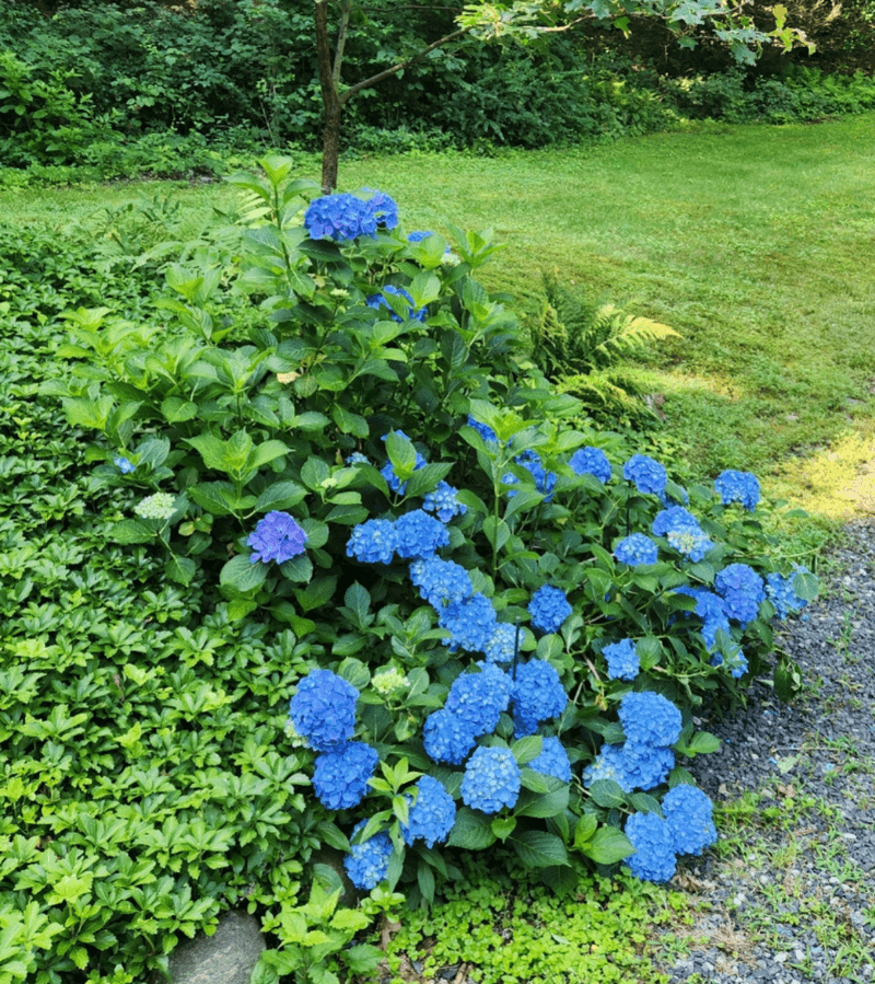 Skip High-Nitrogen Feeding