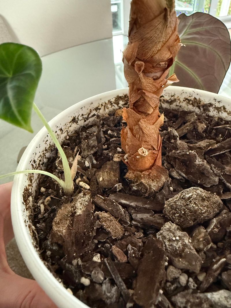 Using Heavy Poor Draining Soil