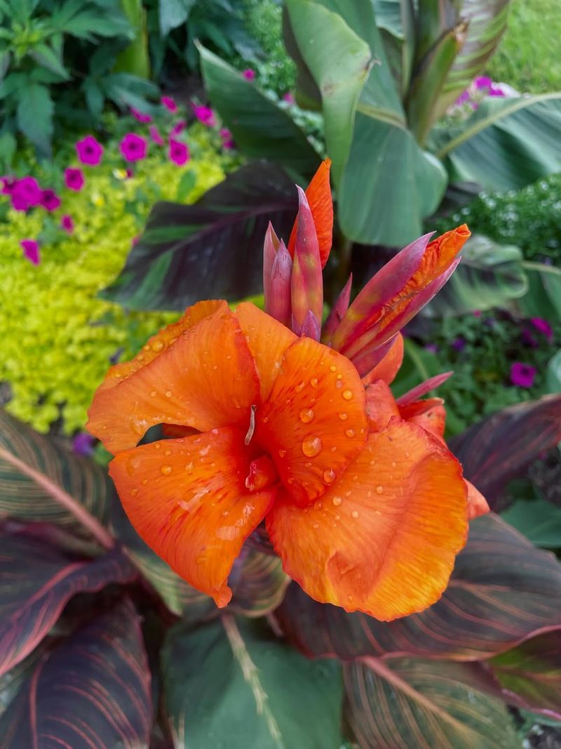 Canna Lily Thrives In Heat With Regular Water