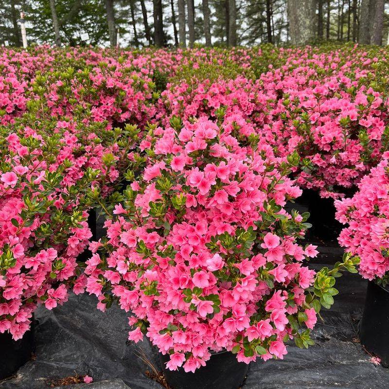 Kurume Azaleas (Rhododendron Kurume Hybrids)