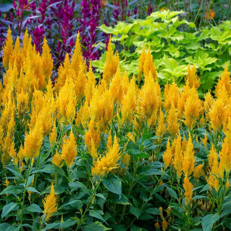 Celosia (Celosia argentea)