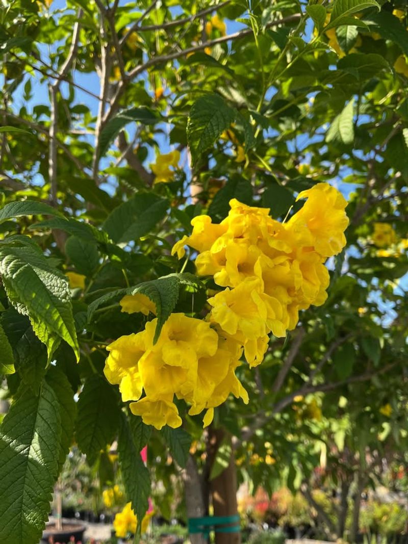 Yellow Bells Produce Flowers Throughout Summer Heat