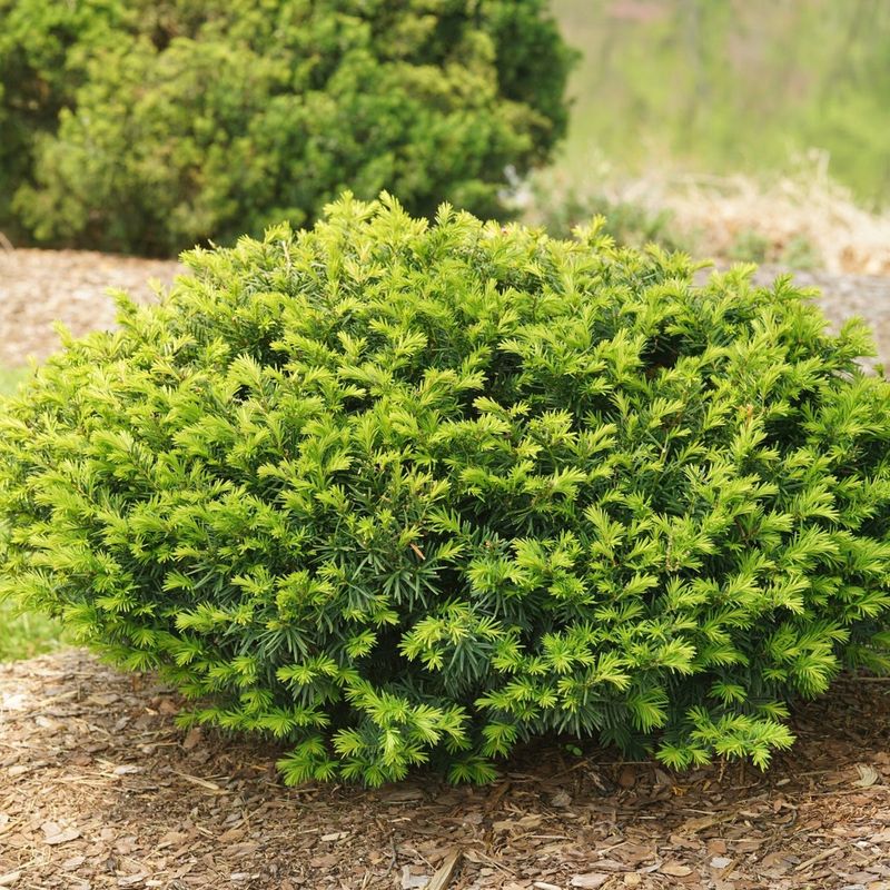 Yew Shrubs Stay Dense And Easy To Manage