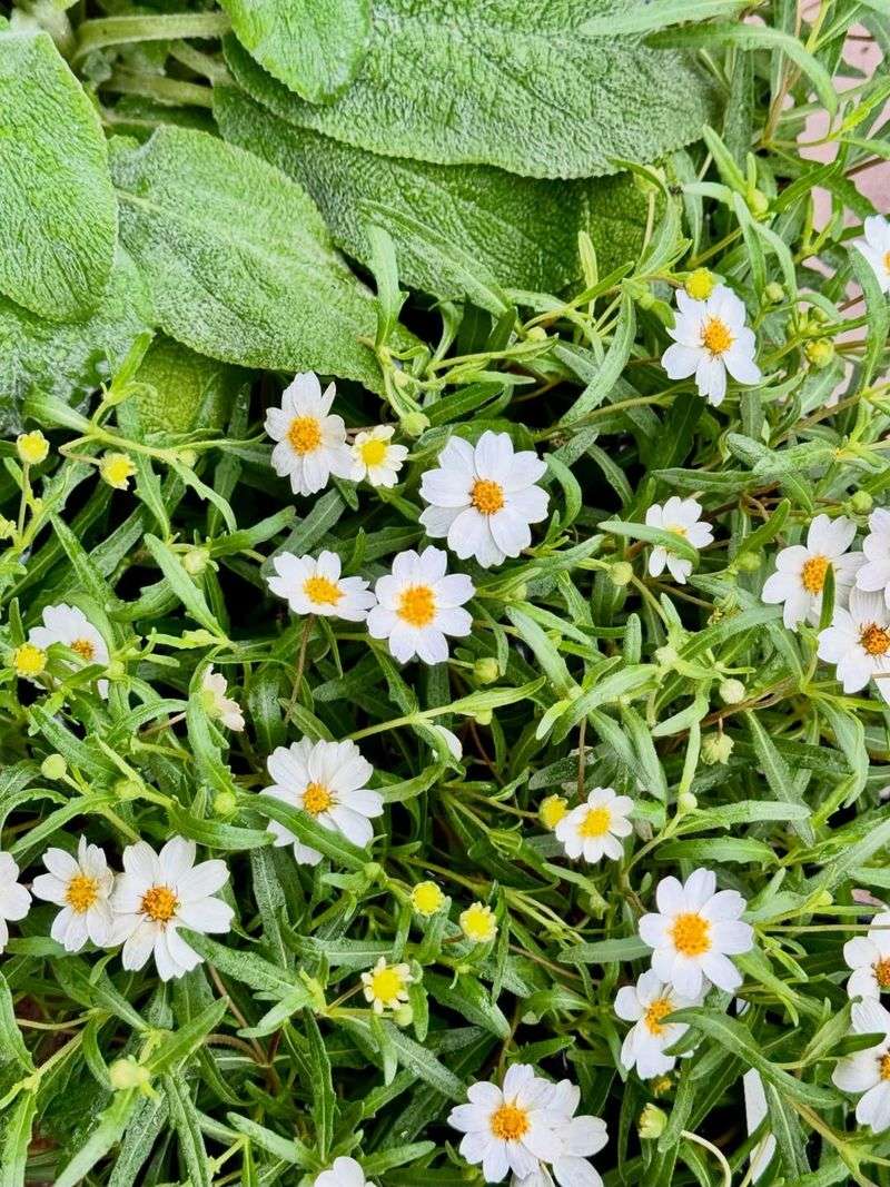 Blackfoot Daisy Blooms Well In Full Sun And Low Water