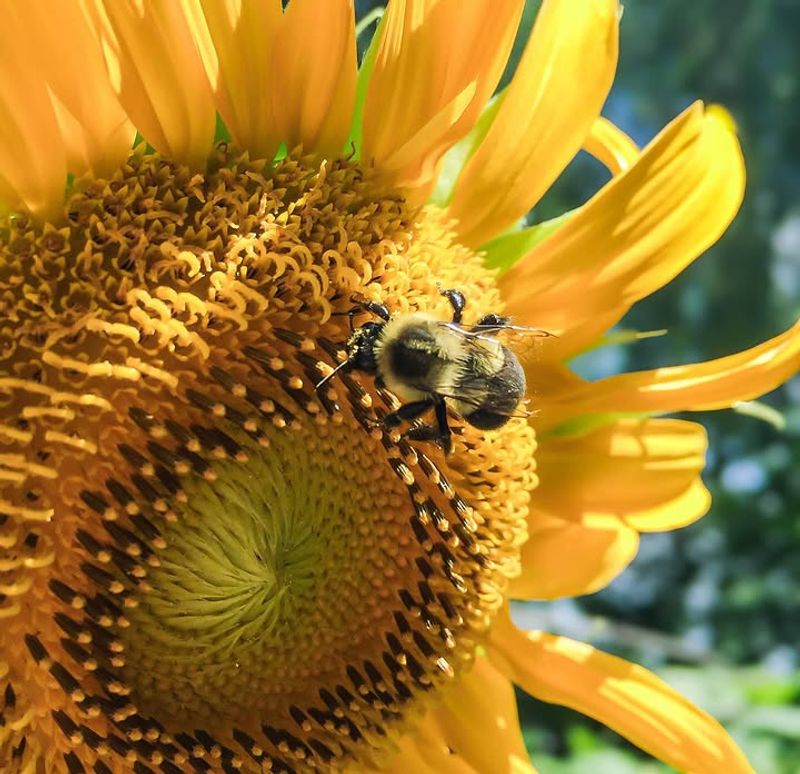 Sunflower Draws Bees With Large Pollen-Rich Centers