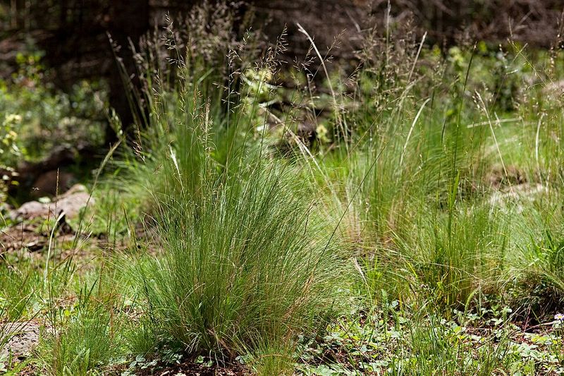 Arizona Fescue Adds Texture And Movement Year Round
