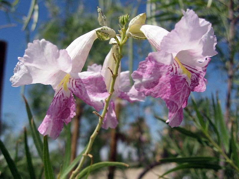 Desert Willow Creates Small Tree Structure And Spring Nectar