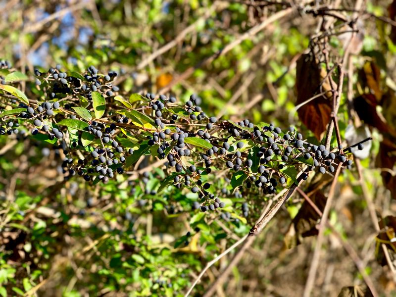 Border Privet (Ligustrum obtusifolium)