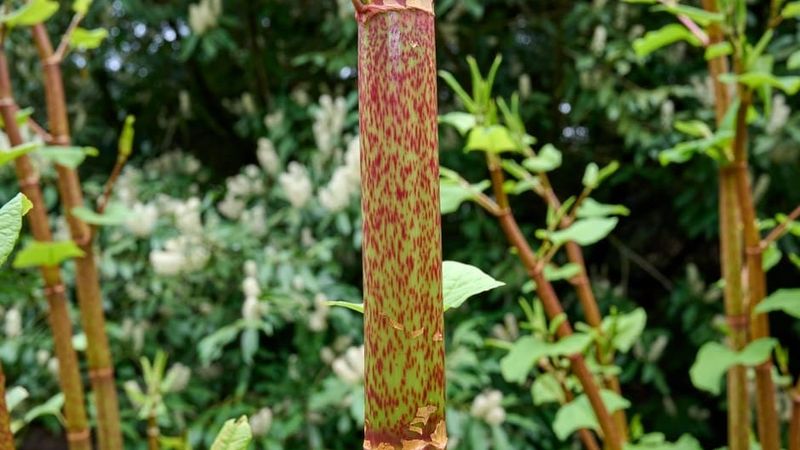 Japanese Knotweed Nearly Impossible To Remove