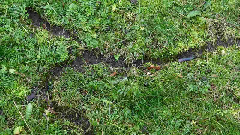 Narrow Runways Through Grass Or Groundcover