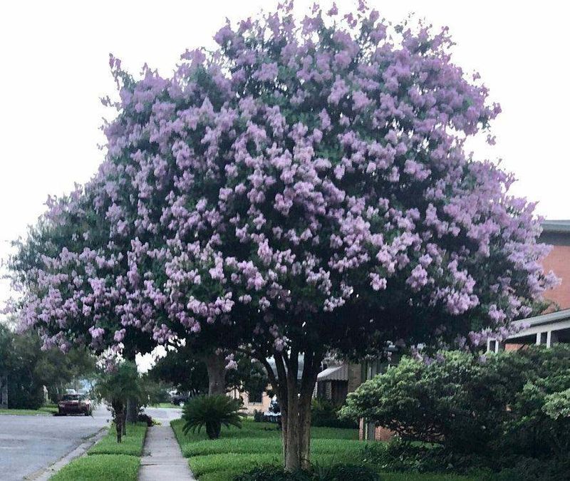 Select Mildew Resistant Options For Humid Weather