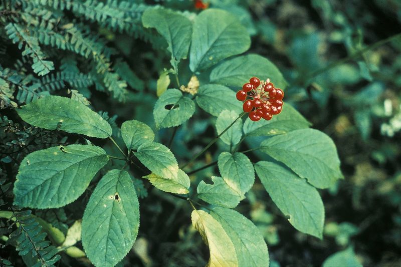 Do Not Rush Fertilizer On American Ginseng