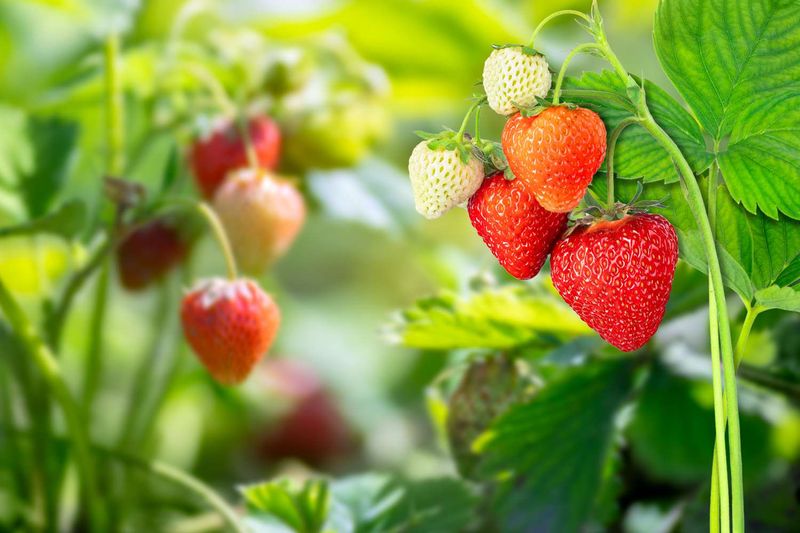 Strawberry Bush-Style Plantings (Grouped Plants)