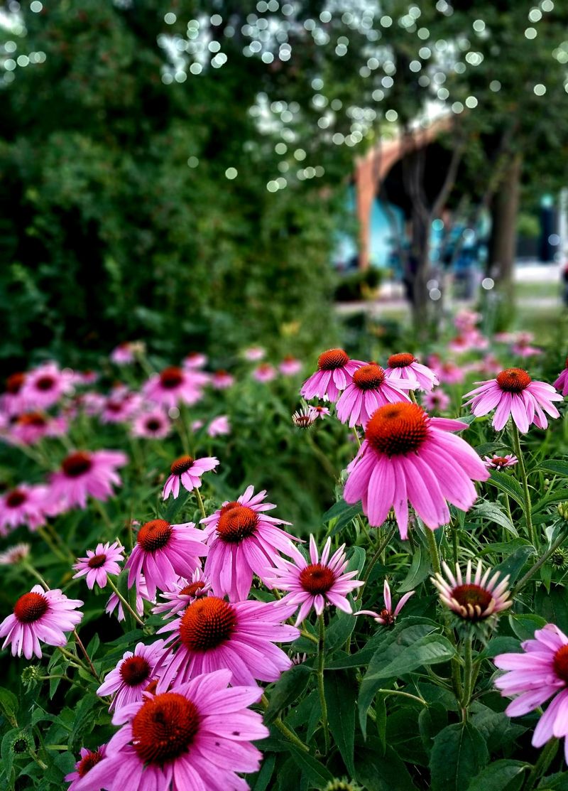 Purple Coneflower Sends Up Strong New Shoots Early