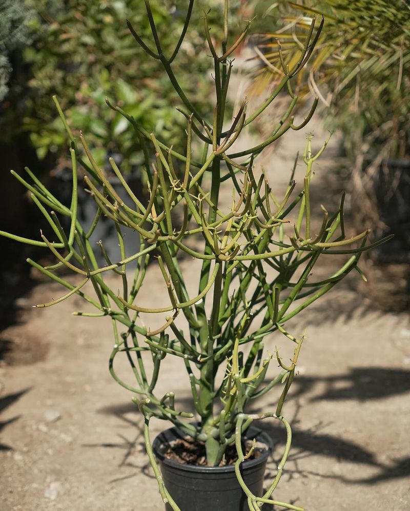 Firesticks Handle Heat And Require Very Little Attention