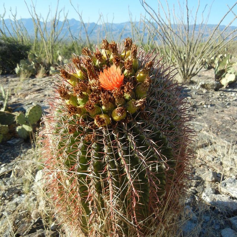 Fishhook Barrel Cactus Shows Curved Spines And Seasonal Blooms