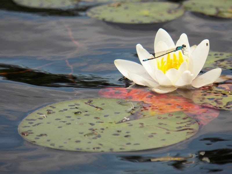 Native Water Lily Gives Dragonflies A Landing Spot