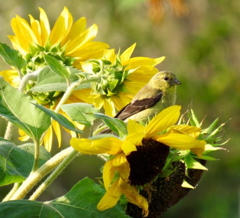 Sunflowers Provide Seeds Birds Love In Late Summer