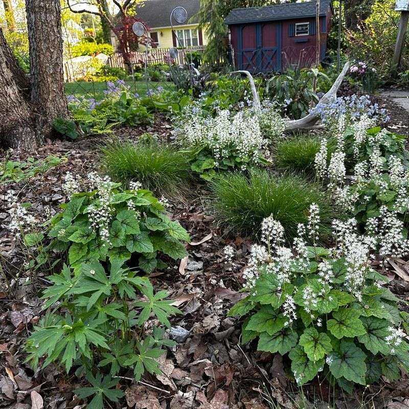 Foamflower (Tiarella Cordifolia)