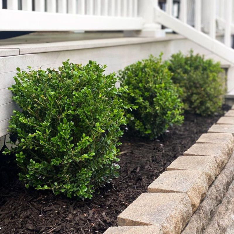 Green Velvet Boxwood Brings Classic Structure To Tiny Spaces