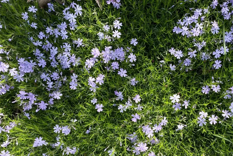 Creeping Phlox Covers Sunny Spots With Color