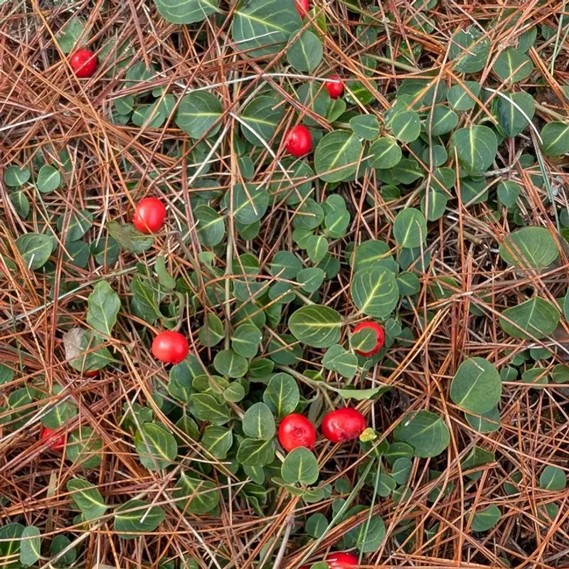 Partridgeberry Forms A Low Evergreen Mat