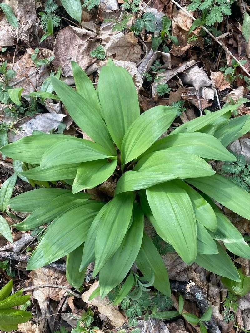 Ramps (Allium Tricoccum)