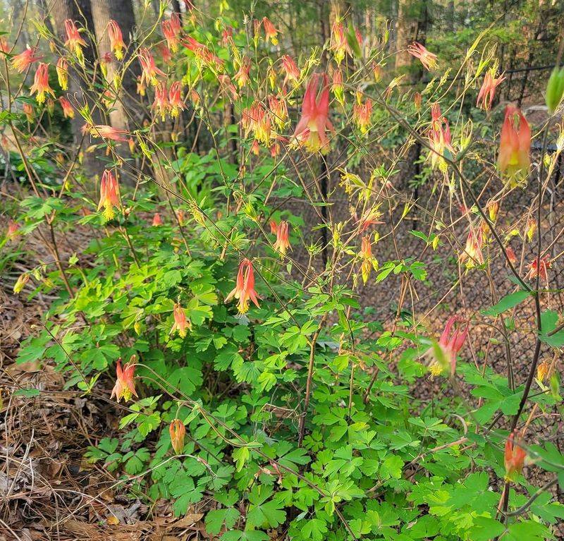 Wild Columbine (Aquilegia Canadensis)