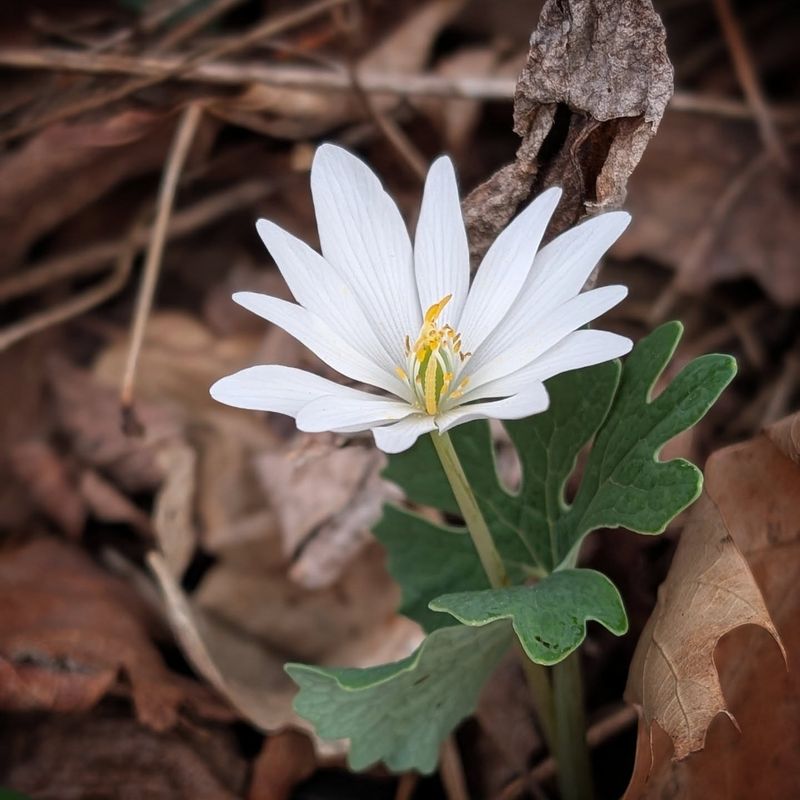 Bloodroot (Sanguinaria canadensis)