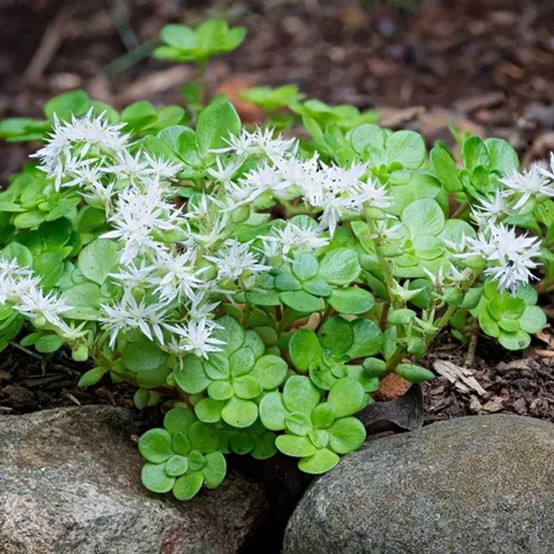 Mountain Stonecrop (Sedum ternatum)