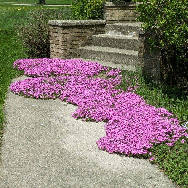 Creeping Phlox Creates A Thick Living Carpet