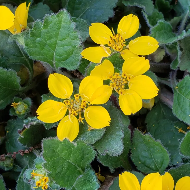 Green And Gold Forms A Low Growing Native Groundcover