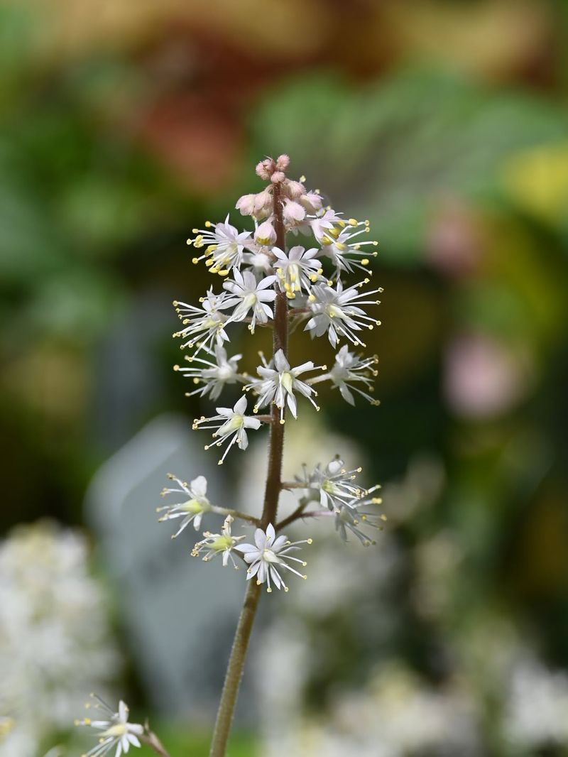 Foamflower Airy Blooms Over A Lush Green Carpet