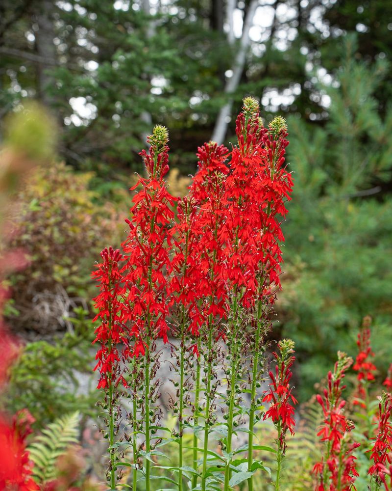 Cardinal Flower 