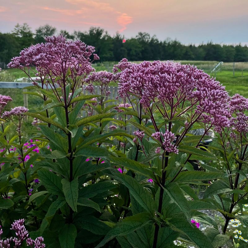 Joe-Pye Weed 