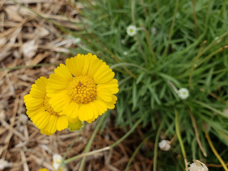 Four-Nerve Daisy 
