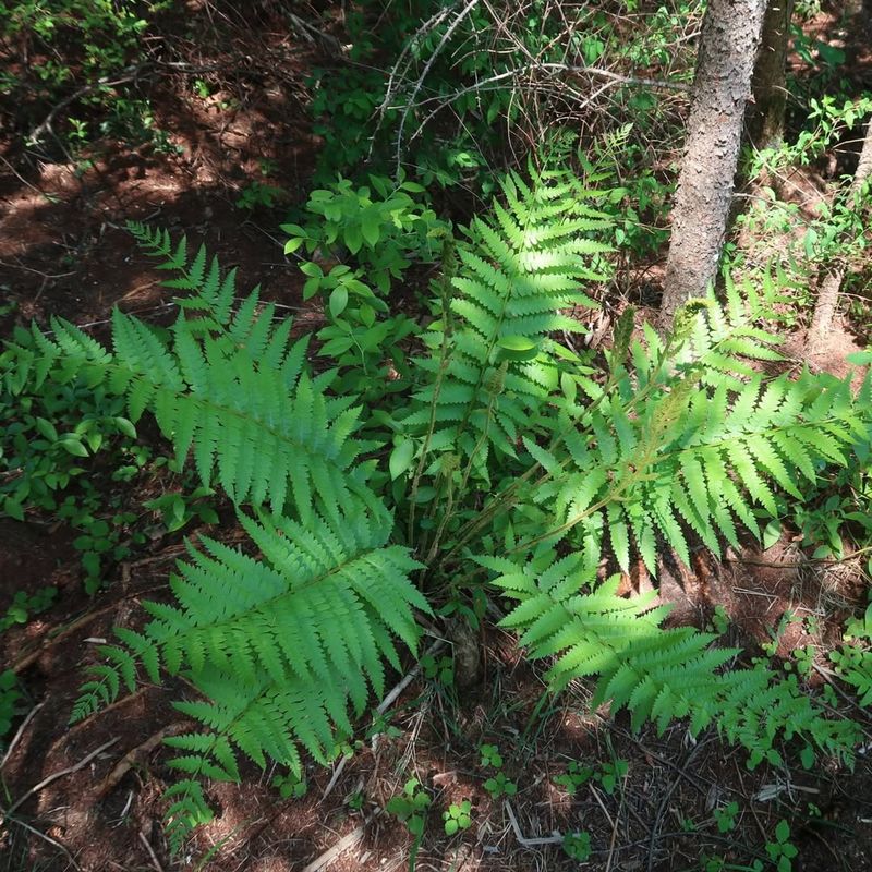 Native Ferns Help Maintain Cool Damp Ground Conditions