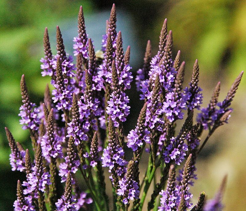 Blue Vervain Thrives In Moist, Low Areas