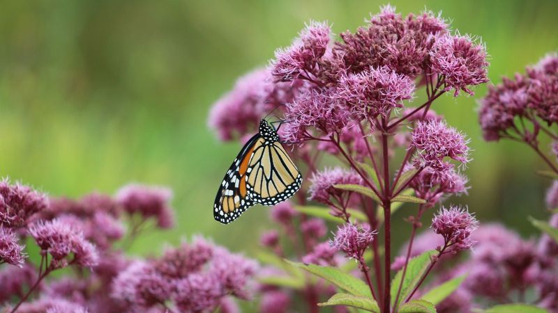 Joe Pye Weed Brings In Butterflies With Big Blooms
