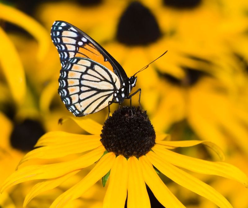 Coreopsis And Black-Eyed Susan Outperform Typical Bedding Plants
