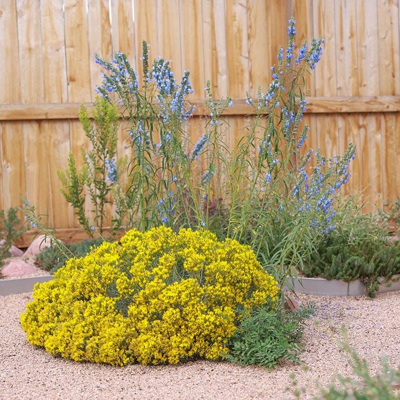 Rabbitbrush Carries Pollinator Color Well Into Fall