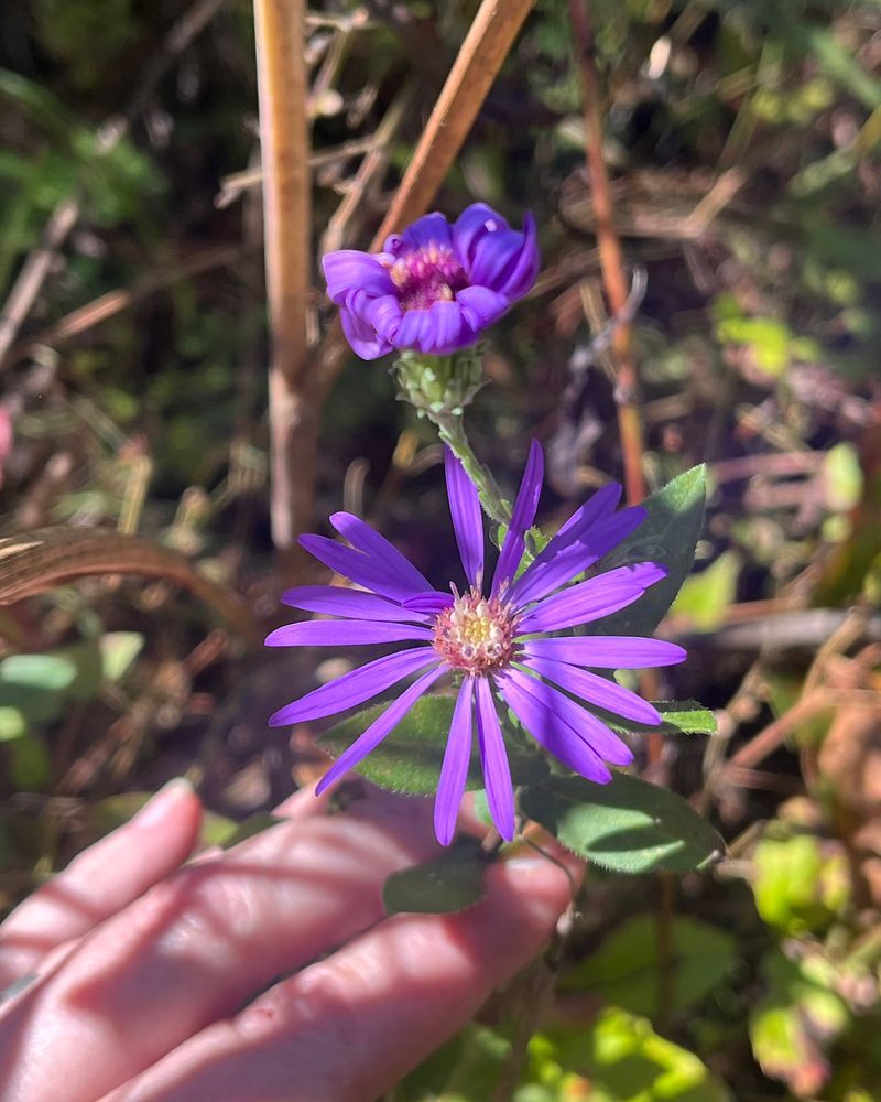 Aster Adds Late Season Color Without Extra Work
