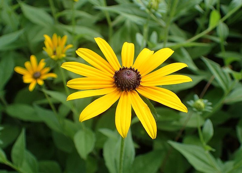 Black Eyed Susan Brings Life To Pollinator Spaces