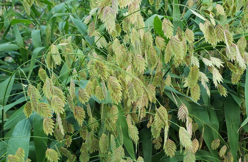 Inland Sea Oats Adds Cover And Food