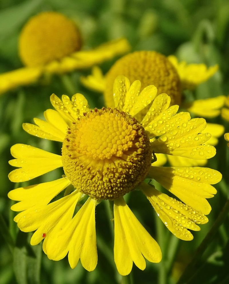 Sneezeweed That Keeps Blooming Into Fall